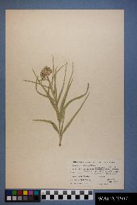 Asclepias asperula subsp. capricornu image